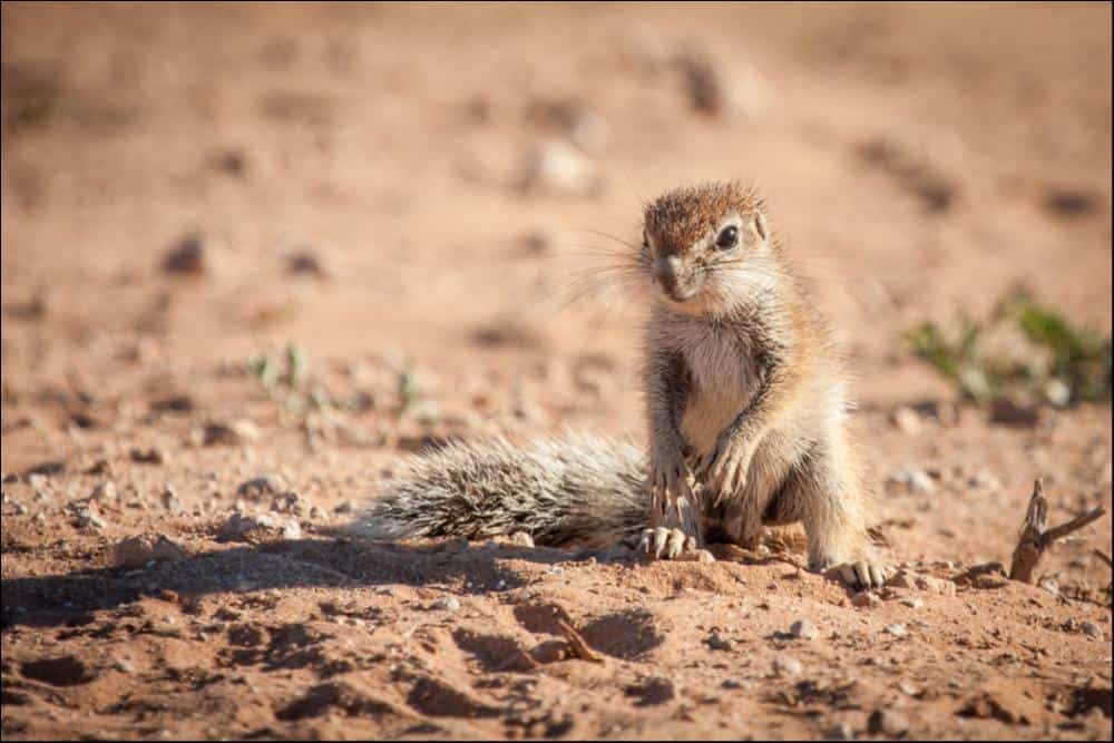 A cute and adorable baby Xerus