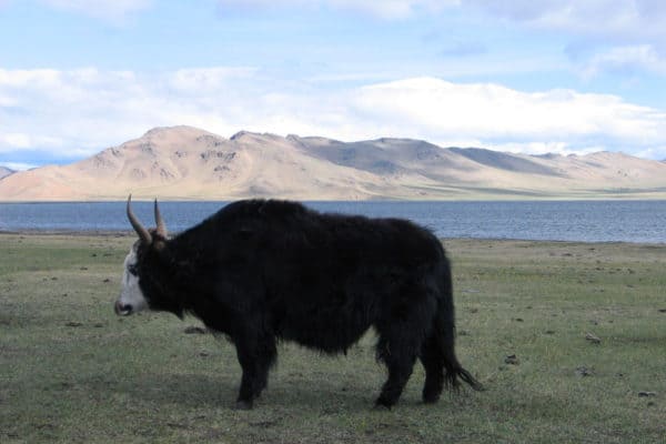 Yak (Bos Grunniens) | Incredible Facts | A-Z Animals