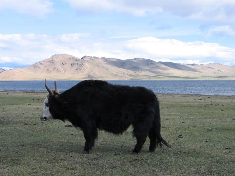 Yak in grassland in Mongolia