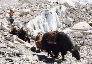 Discover 12 Animals That Live on Mount Everest Picture