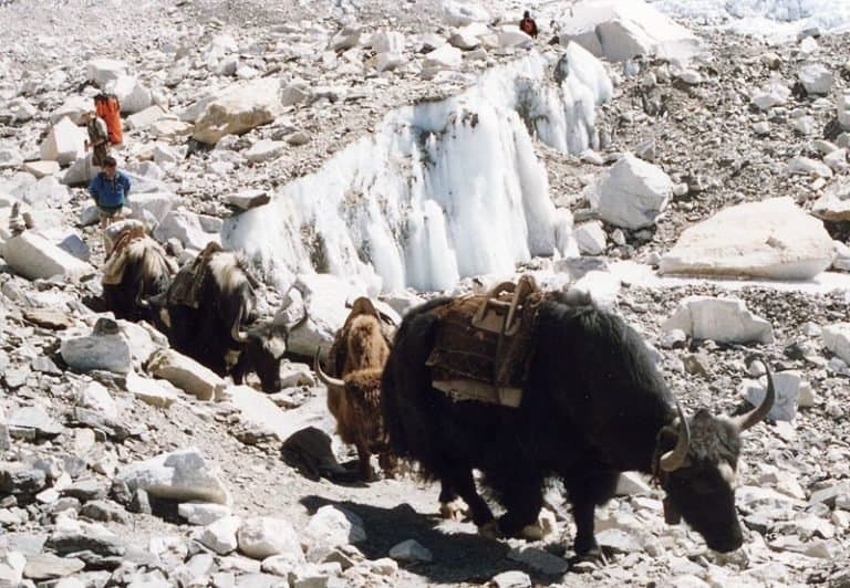 Yak on way to Everest-BC