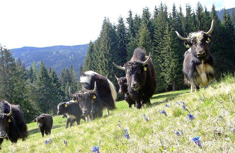Group of Yaks in grassland