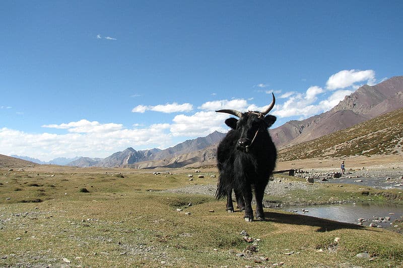 Yak in Markha Valley, Ladakh