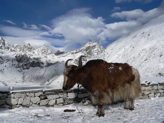 essay on yak in english