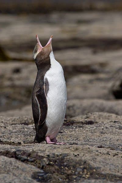 A Yellow-eyed Penguin (Megadyptes antipodes) in the Curio Bay, New Zealand.