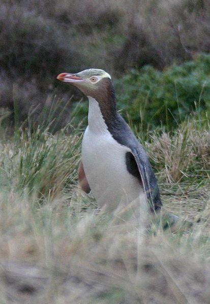 A yellow-eyed penguin standing in all grass of tan and green, with out of focus greenery in the background. The penguin has a black back and a white front, with a distinct band of yellow feathers around its eyes and the back of its head. 