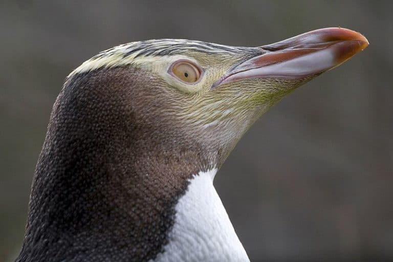 Yellow-eyed Penguin head