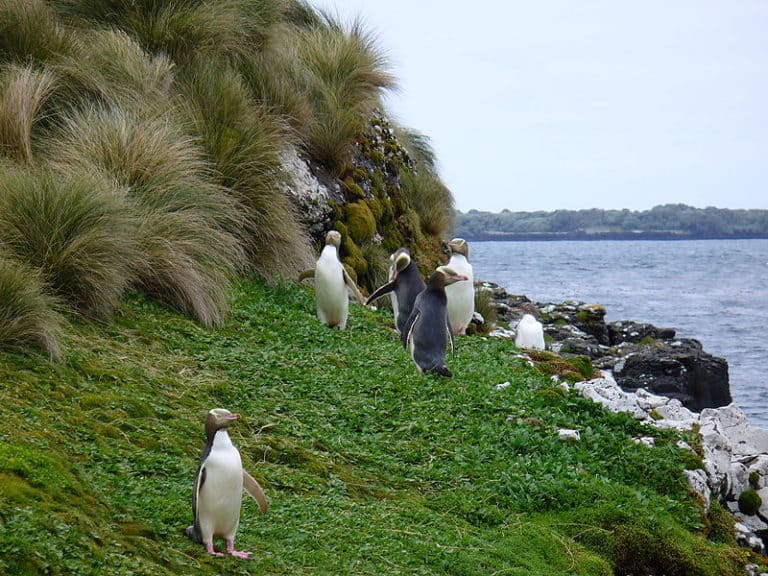 Yellow-eyed penguins on the shore of Enderby Island, the Auckland Islands