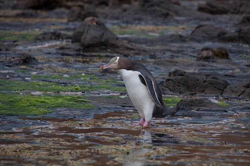A Yellow-eyed Penguin in New Zealand.