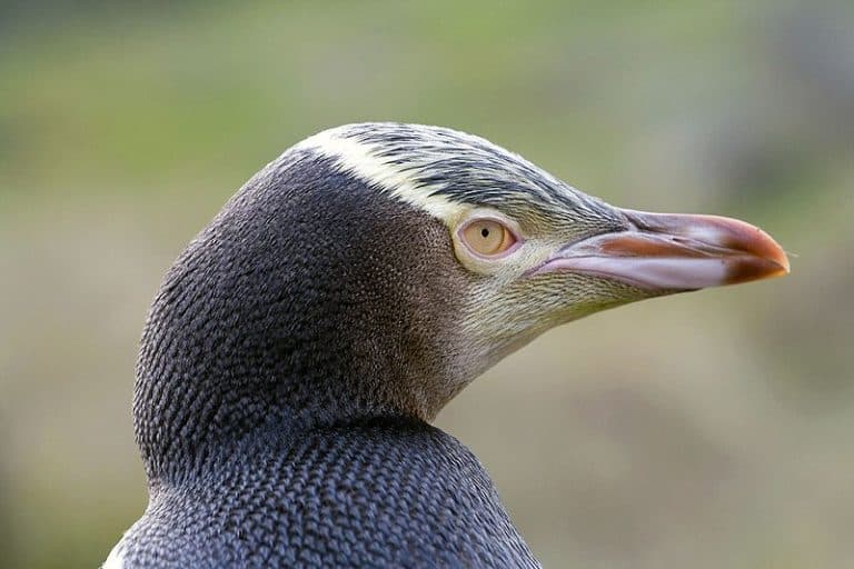 Yellow-eyed Penguin (Megadyptes antipodes) in Otago Peninsula, South Island, NZ