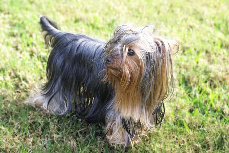 do Yorkies shed? They don't typically shed much but there are a few things that can cause excessive hair loss
