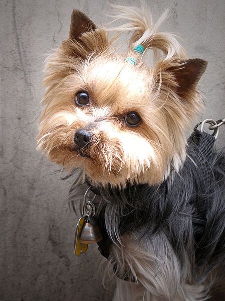 A Yorkshire terrier looking at the camera