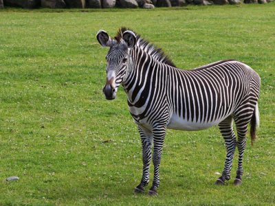 A Equus zebra, Equus quagga, Equus grevyi