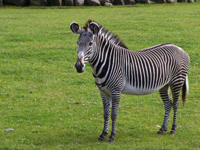 A Zebra