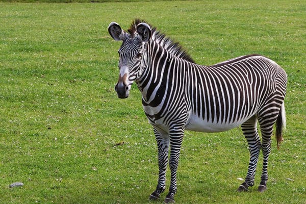 Grevys Zebra from Aalborg Zoo, Denmark