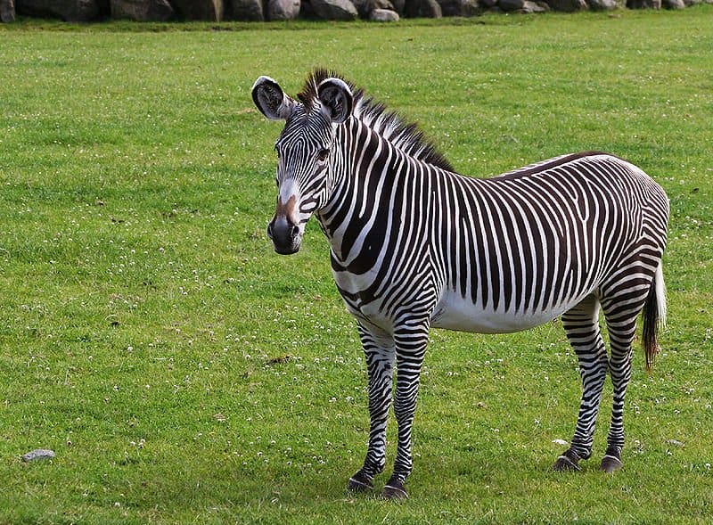 Zebra Peek-a-boo stock photo. Image of nature, mammal - 163688344