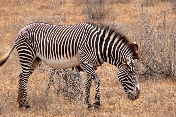Female Grevyis Zebra (Equus grevyi) in Kenya