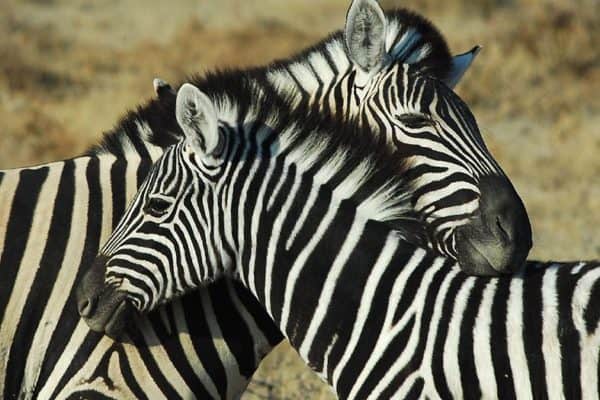 Common Zebra, Namibia