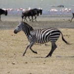 A Plains Zebra in Tanzania