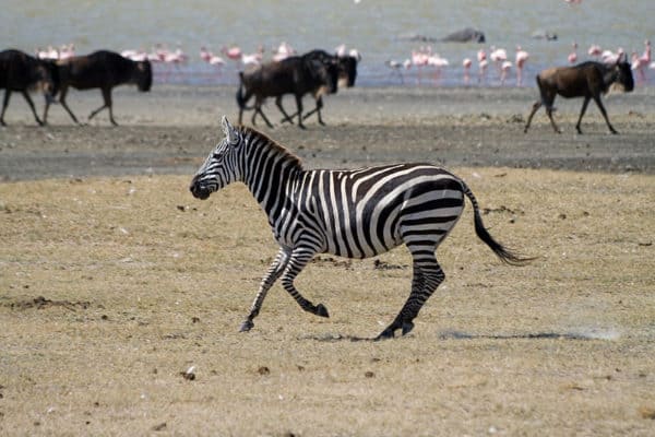 A Plains Zebra in Tanzania