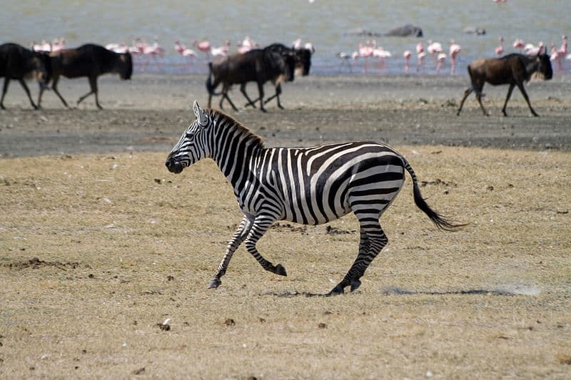 Zebra Animal Facts | Equus zebra, Equus quagga, Equus grevyi | AZ Animals