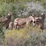 Group of Mountain zebras