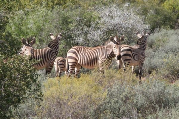 Group of Mountain zebras