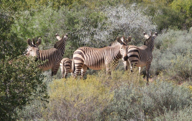 Zebra Animal Facts | Equus zebra, Equus quagga, Equus grevyi | AZ Animals