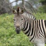 A close-up of a Zebra.