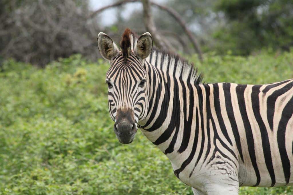 Zebra Pictures - AZ Animals