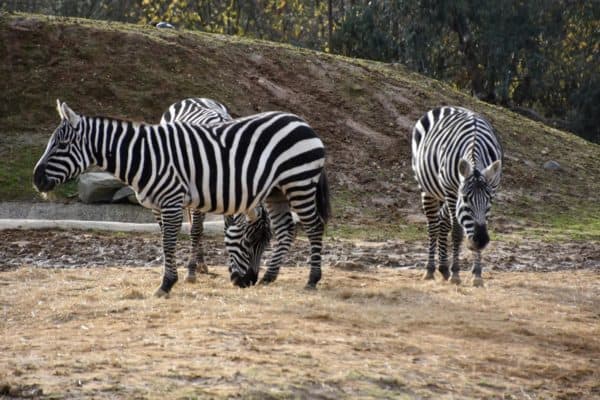 Three Zebras at Colchester Zoo, UK.