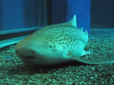 A Zebra Shark