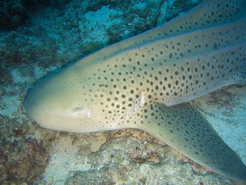 zebra shark diagram