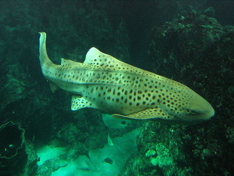 zebra shark -Stegostoma fasciatum - zebra shark swimming near coral