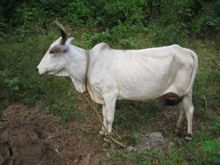 Zebu cow in field