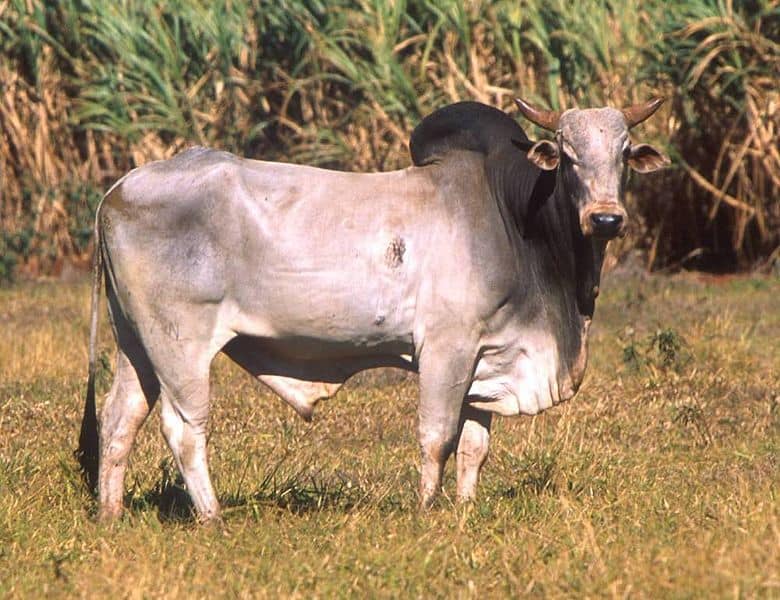 Zebu bull in a field