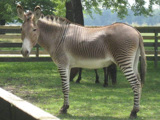 zonkey2.jpg