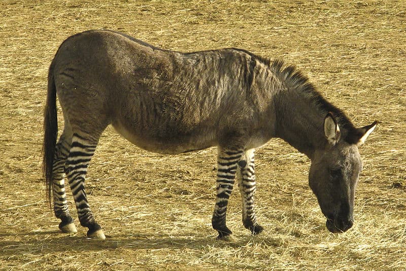 Zonkey: donkey zebra offspring.