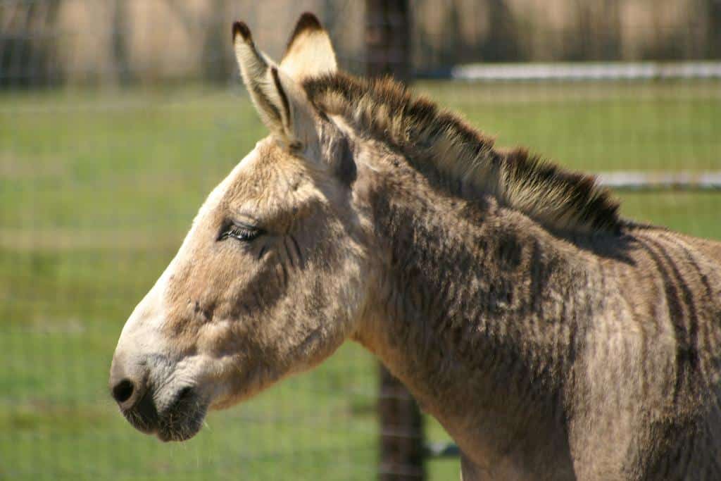 Zonkey Animal Facts | Zebroid | Zedonk | Equus zebra x Equus asinus