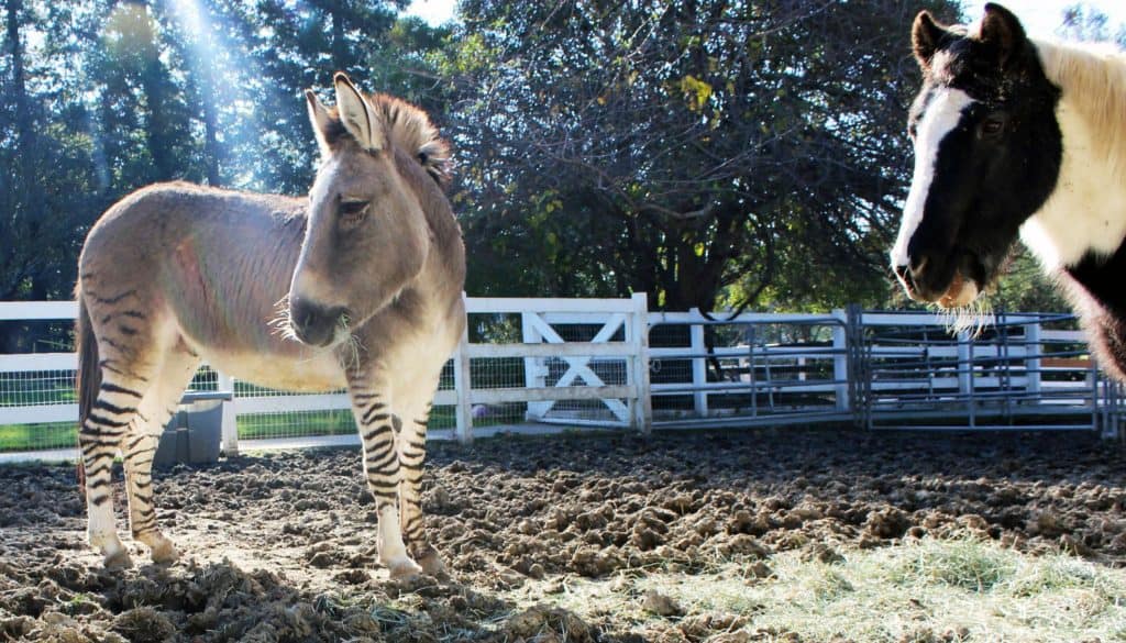 Zonkey Animal Facts, Zebroid, Zedonk