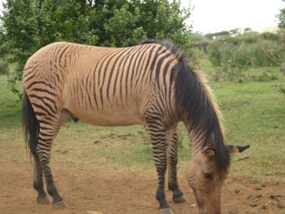 A Equus zebra x Equus caballus
