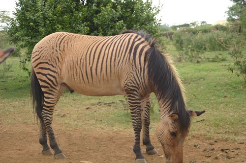 Zorse Animal Facts | Equus zebra x Equus caballus - AZ Animals