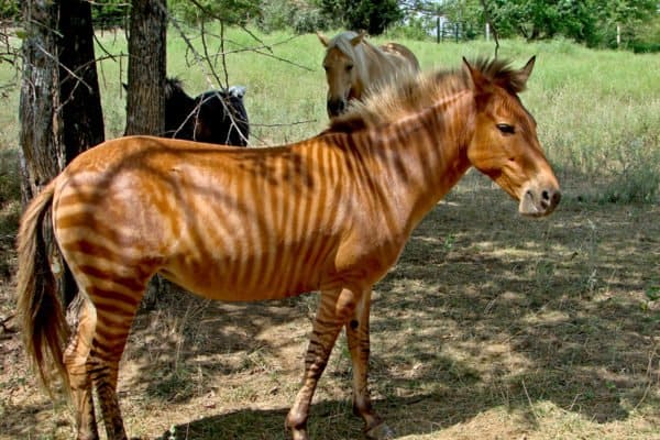 Zorse Animal Facts Equus Zebra X Equus Caballus AZ Animals zorse-animal-facts-equus-zebra-x-equus-caballus-az-animals
