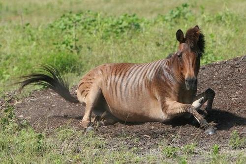 zebra horse hybrid