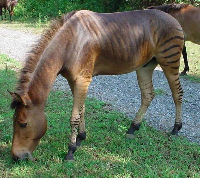 Baby Zebroid