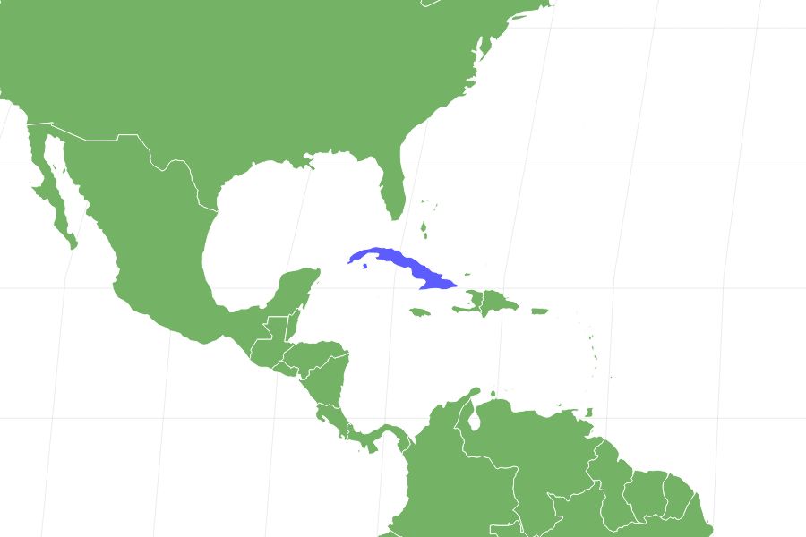 Cuban Cockroach Locations