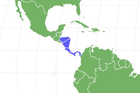 Honduran White Bat Locations