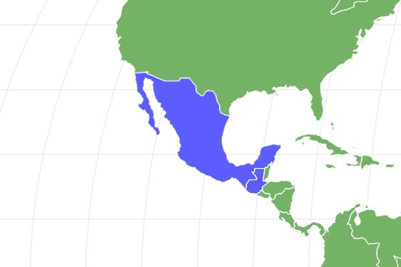 Mexican Alligator Lizard Locations