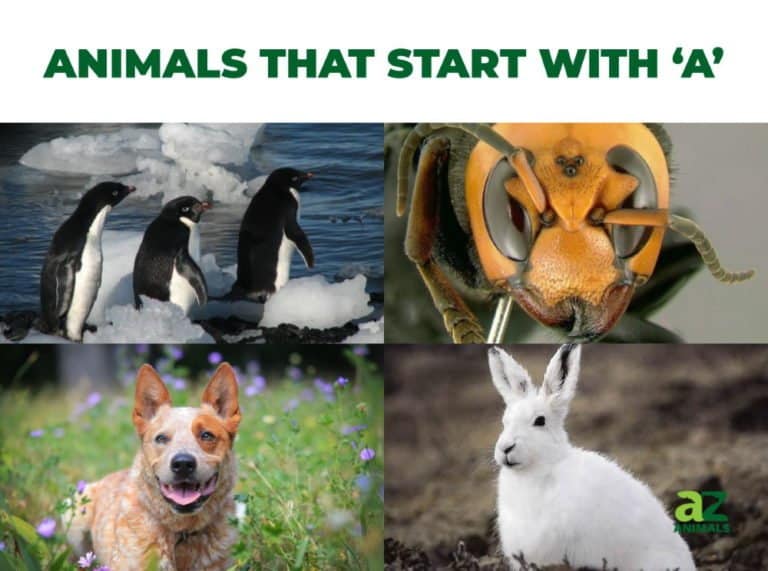 Animals That Start with A | AZ Animals