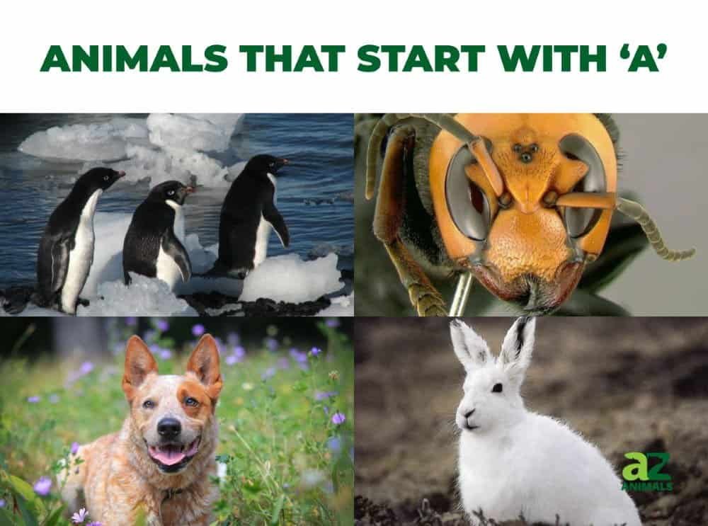 Animals That Start With A Az Animals